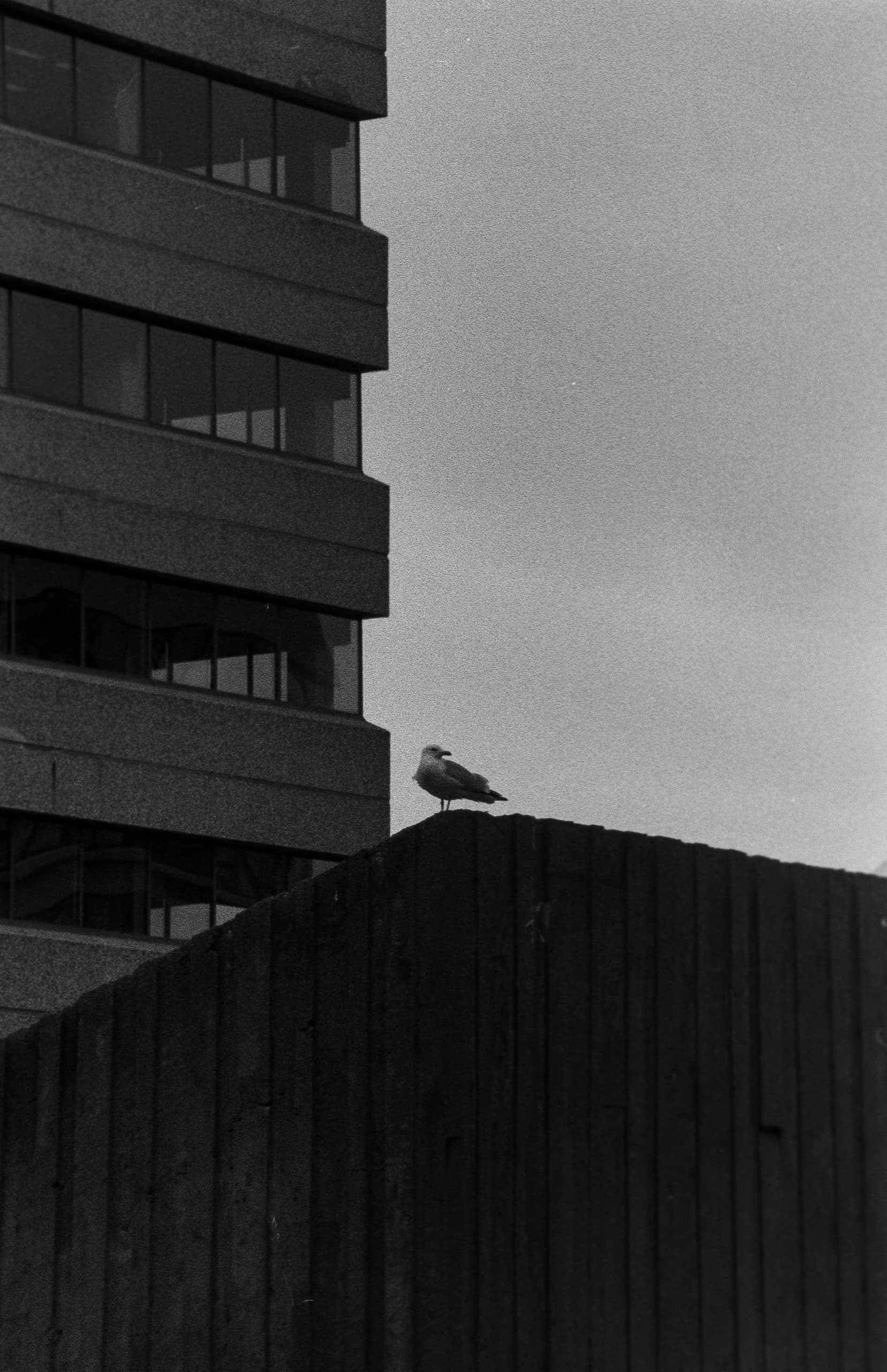 Film photo 12