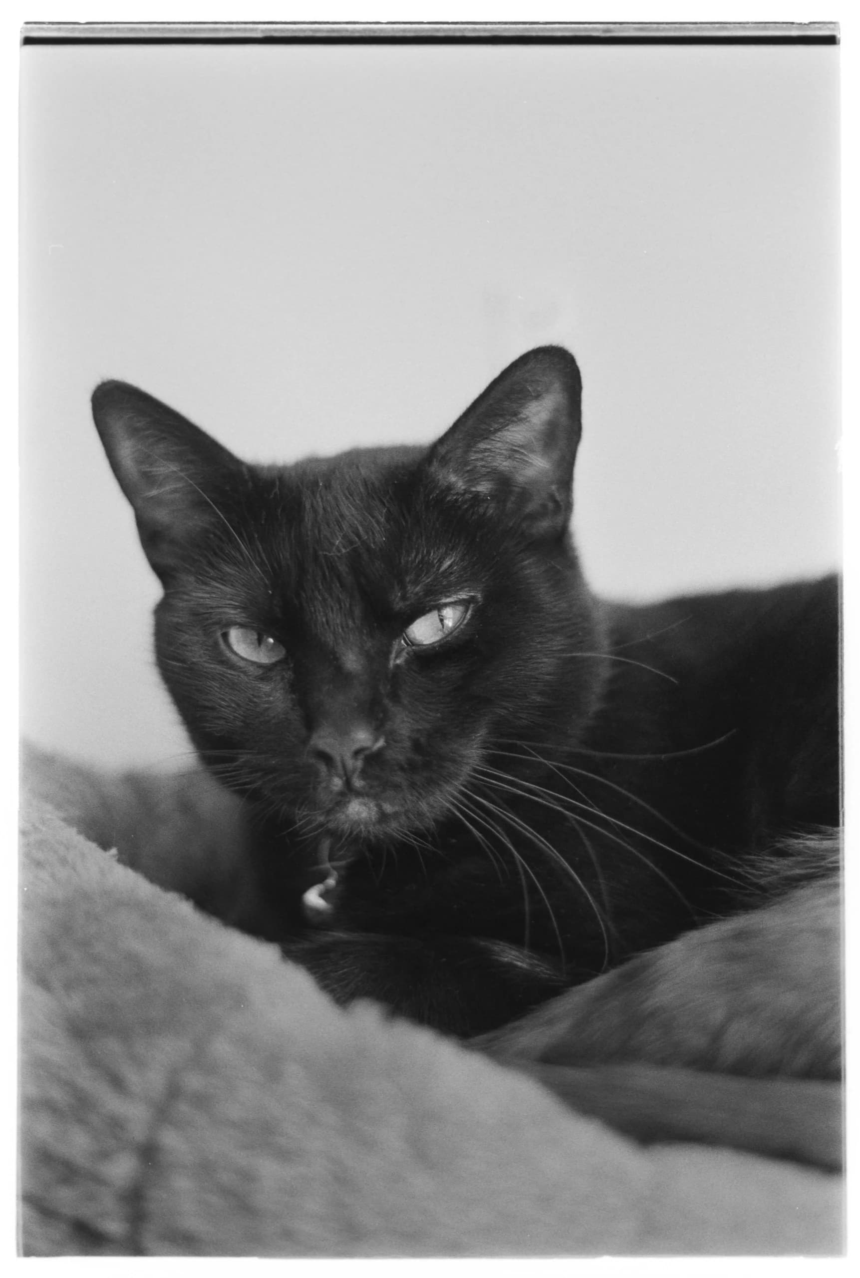 Film photo 3