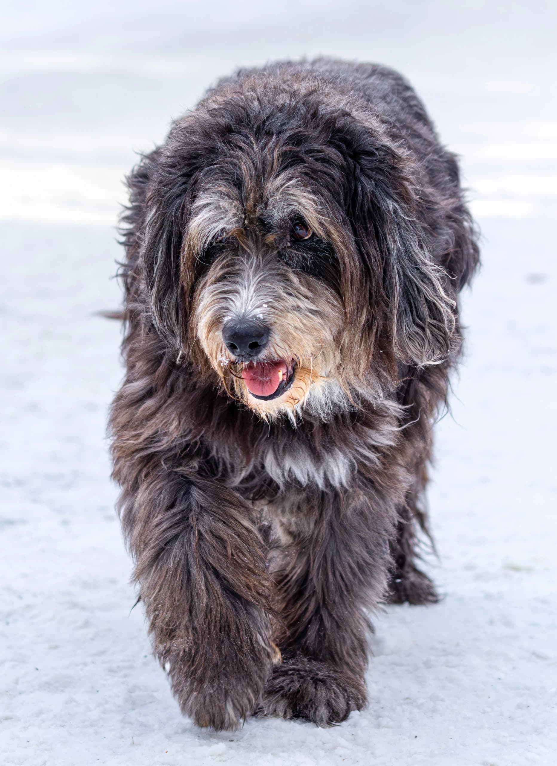 Pet portrait 7