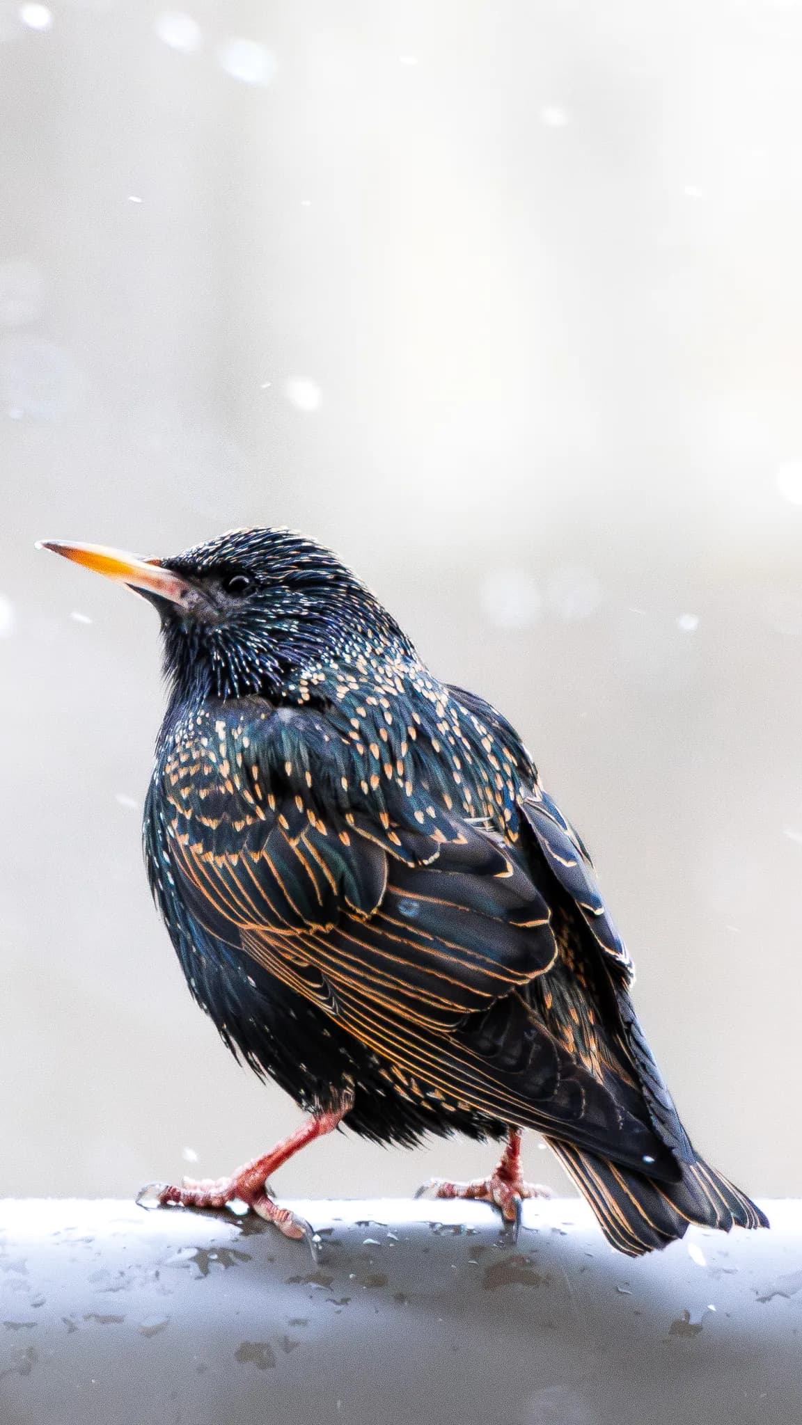 Wildlife 10