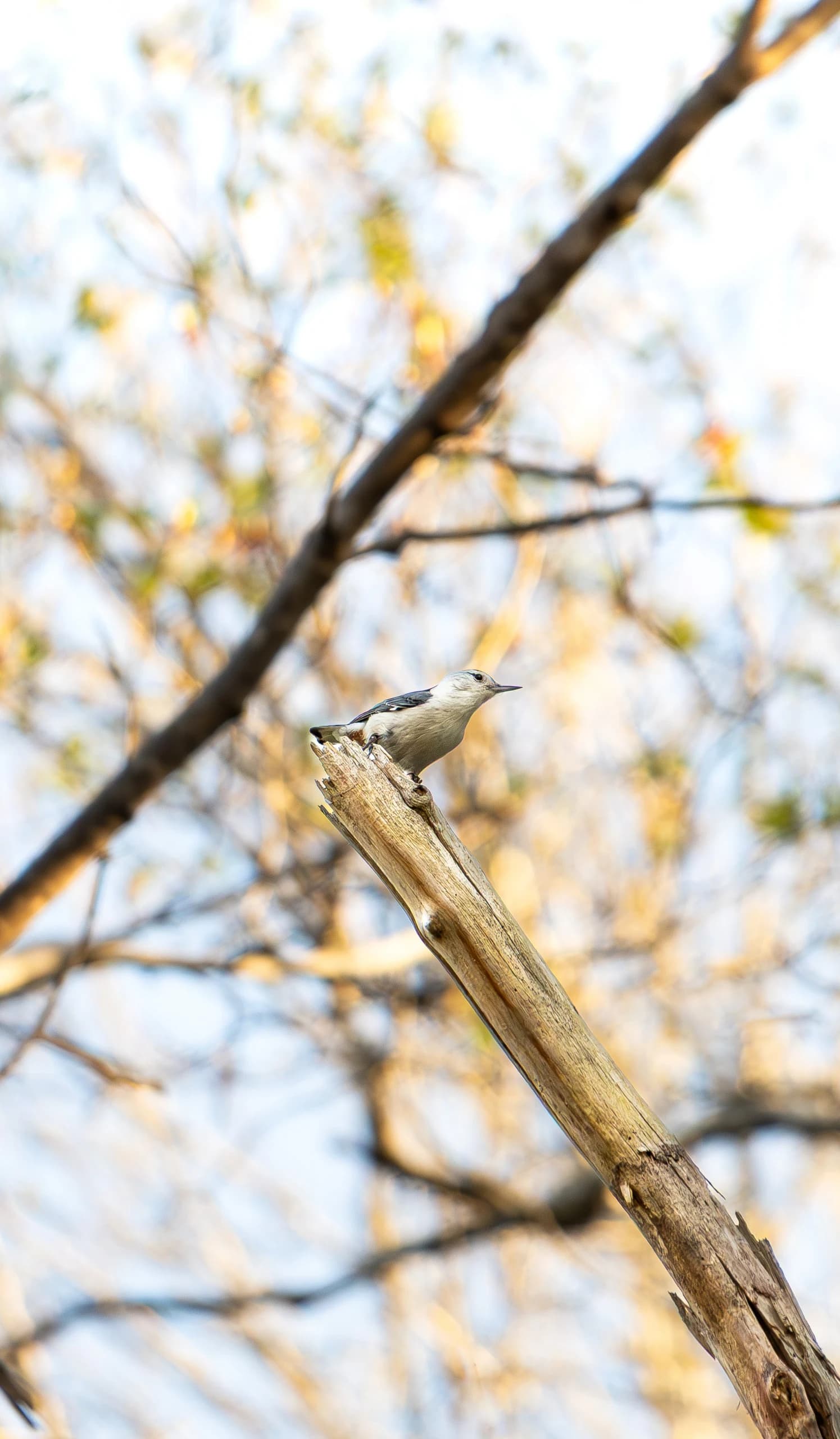 Wildlife 11