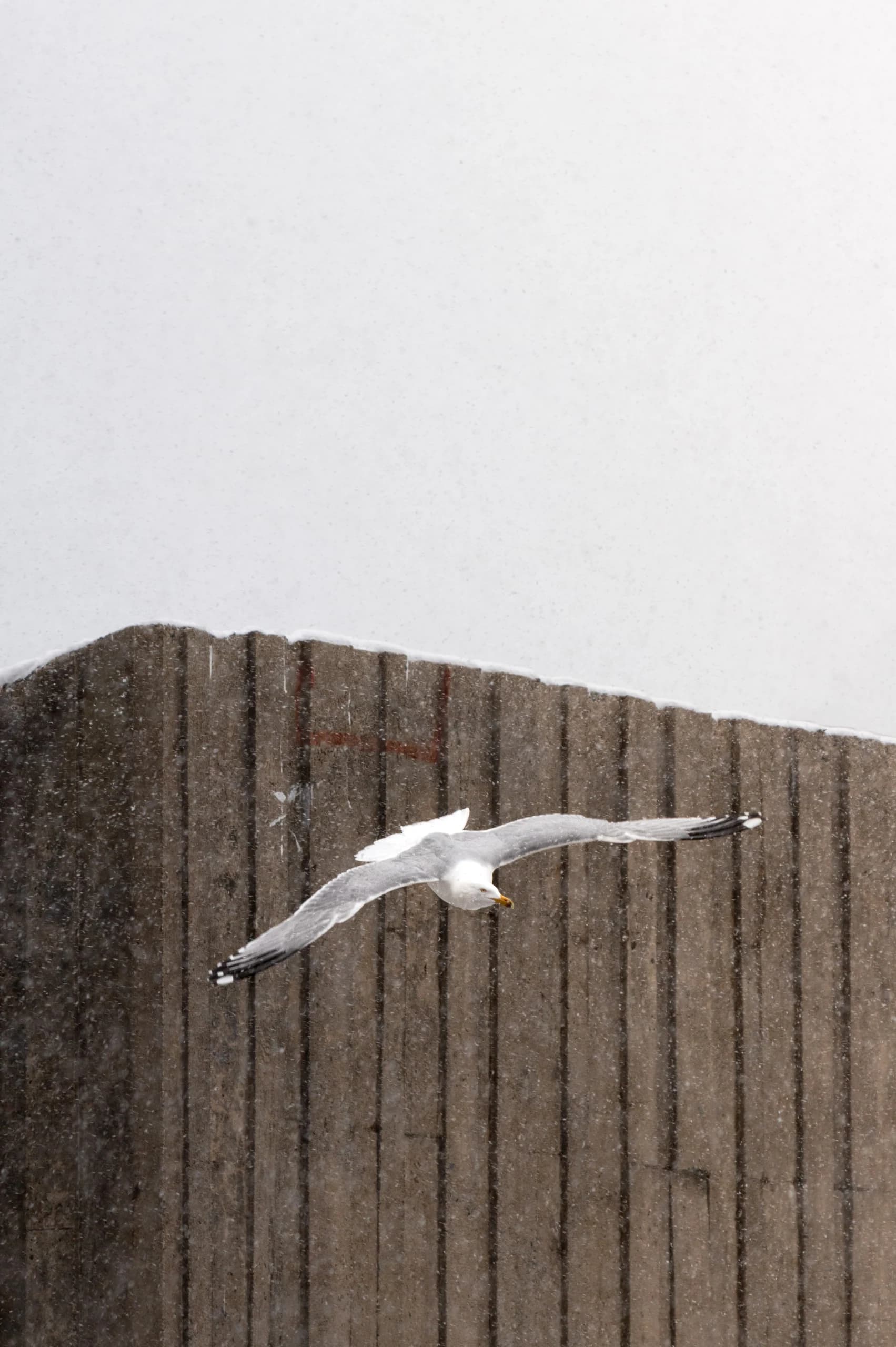 Wildlife 12
