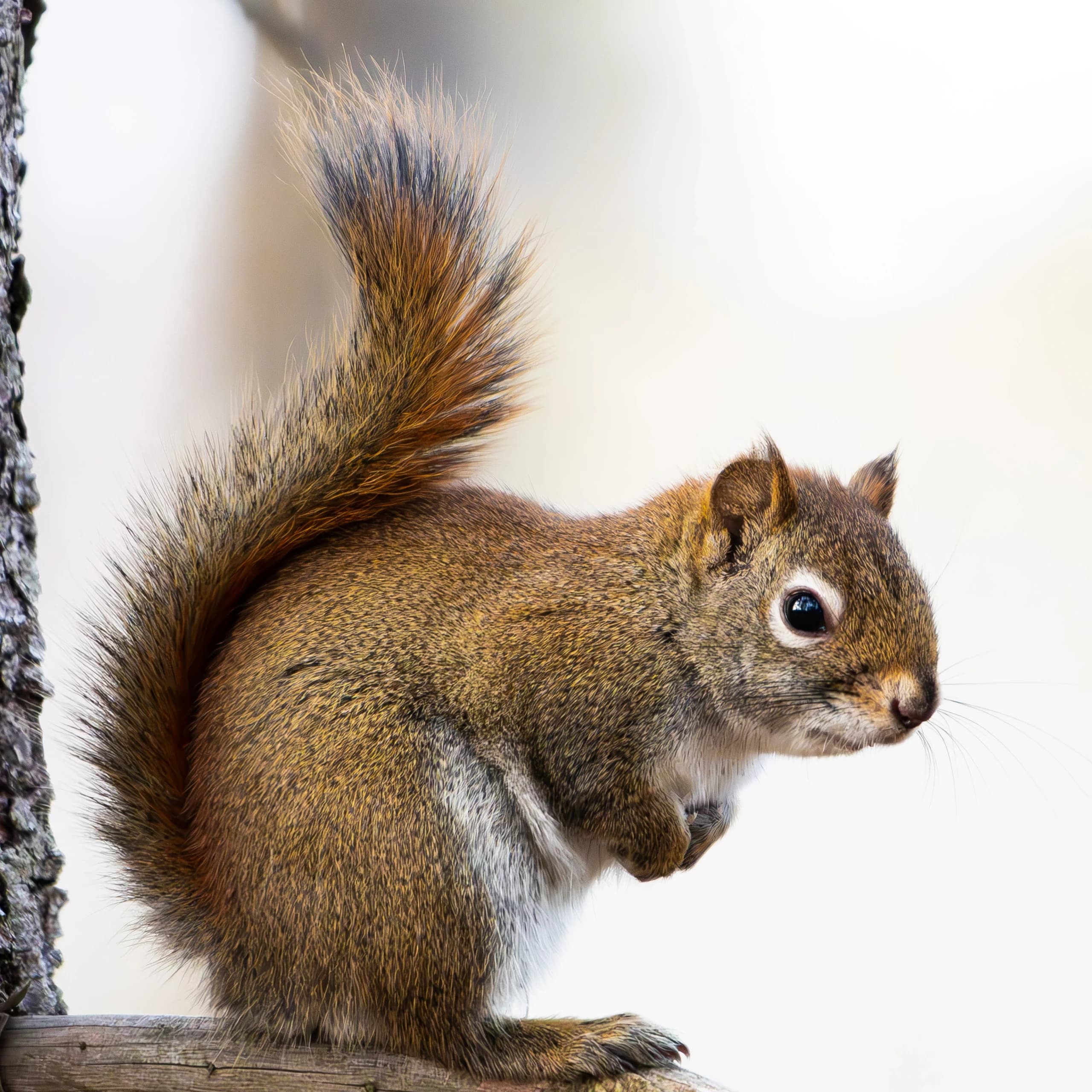 Wildlife 13