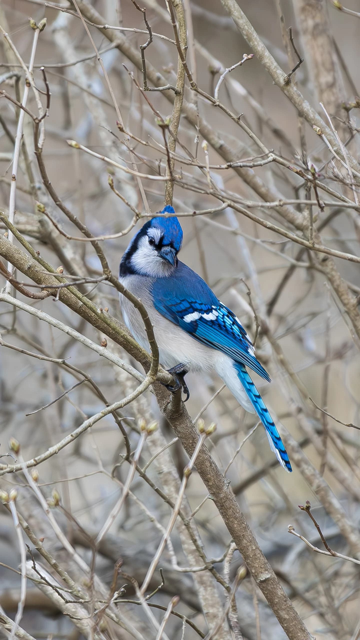 Wildlife 14