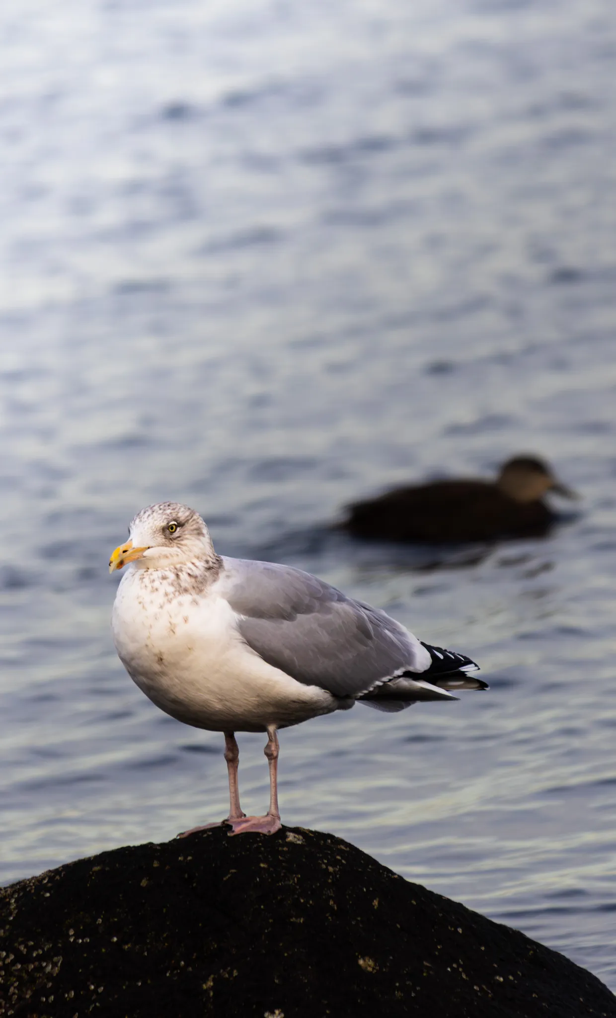 Wildlife 15