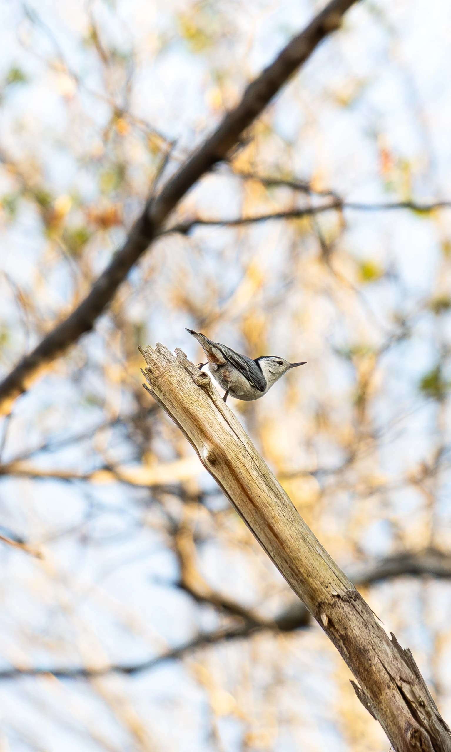 Wildlife 5