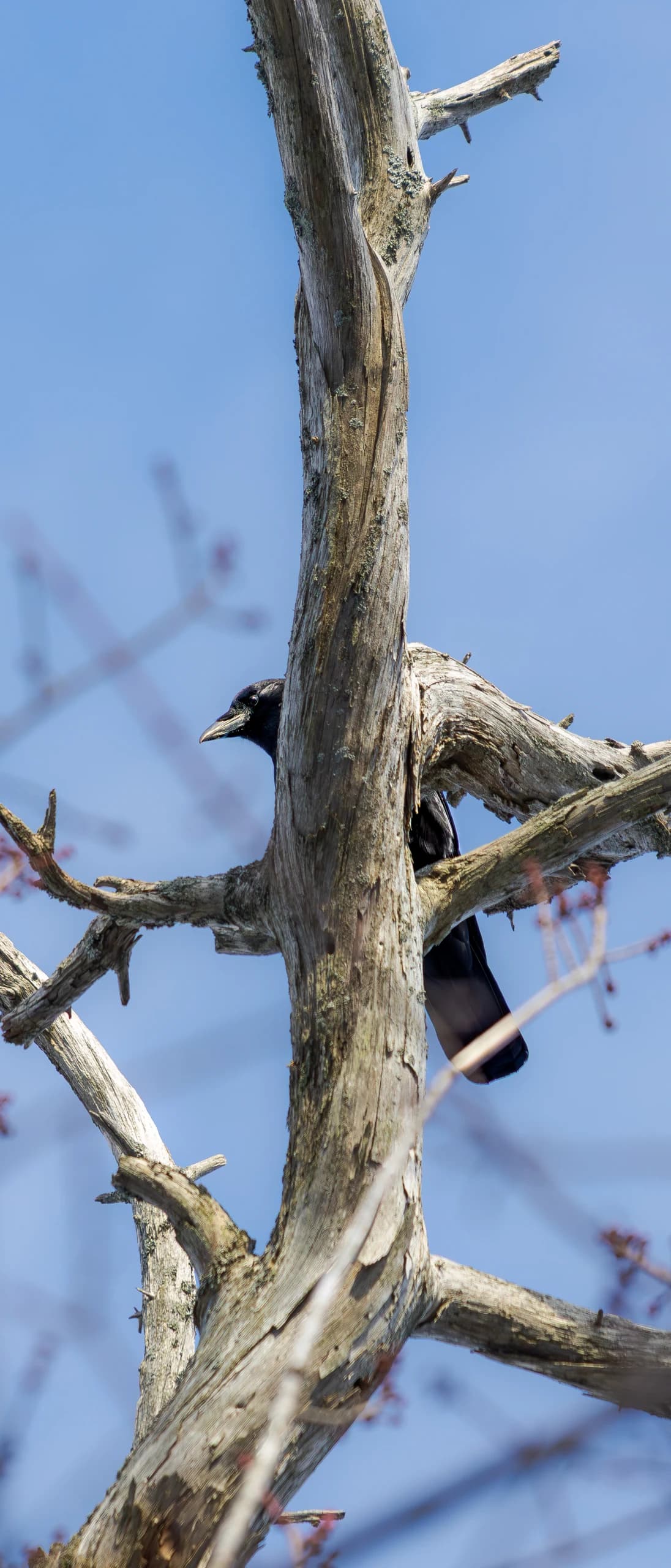 Wildlife 6