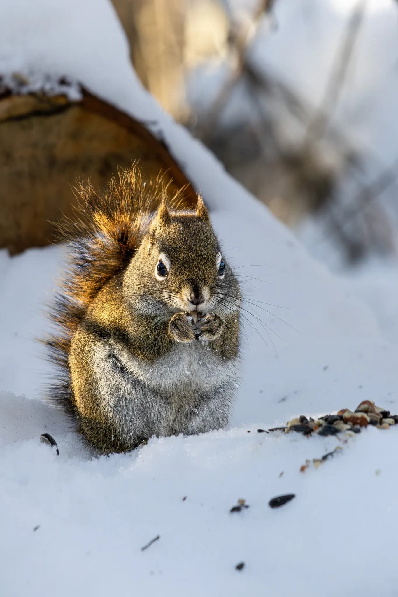 Wildlife 8