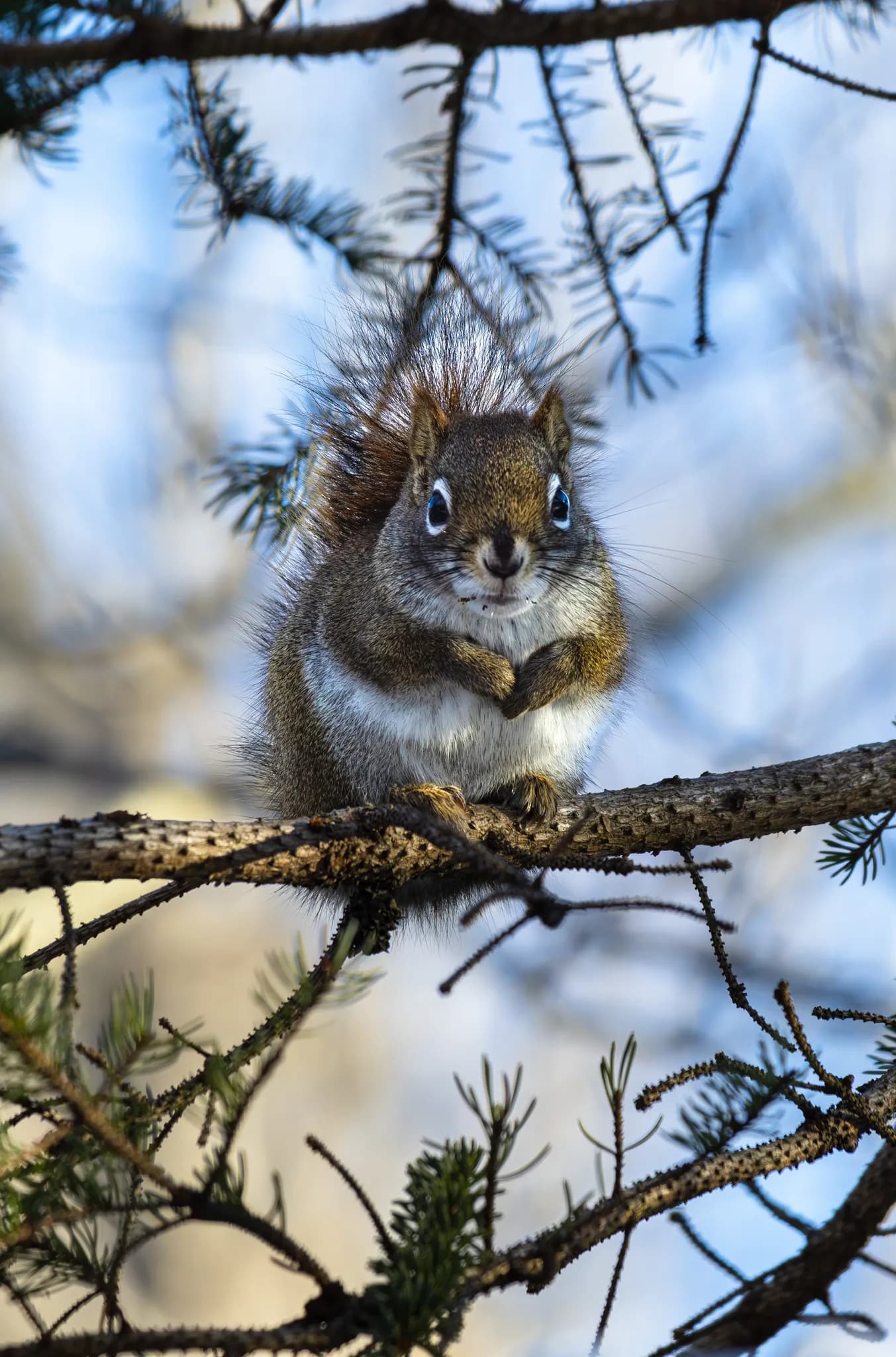 Wildlife 9